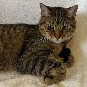 Meet your Posher, Angel